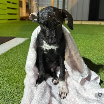 Oz -  Labrador Retriever Dog for Adoption in Tampa, Florida - Oz | PetCurious