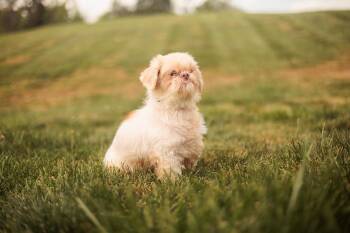 Shih Tzu Dogs Available for Adoption in Gradyville, Kentucky - Wanda- Transport | PetCurious