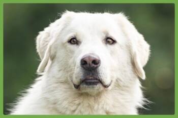 Bear -  Great Pyrenees and Golden Retriever Dog for Adoption in Amherst, Massachusetts - Bear | PetCurious