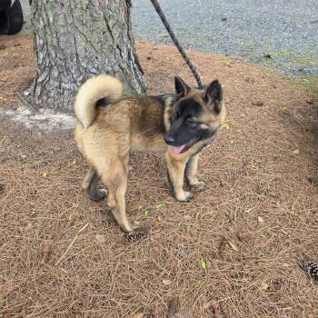 Akita Dogs Available for Adoption in Chesapeake, Virginia - Sitka | PetCurious
