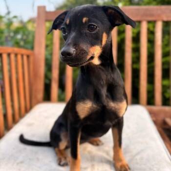 Chihuahua and Pit Bull Terrier Dogs Available for Adoption in Friendswood, Texas - Lady Max | PetCurious