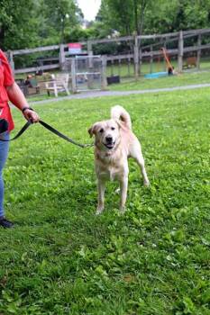 Mixed Breed Dogs Available for Adoption in West Chester, Pennsylvania - Charles | PetCurious