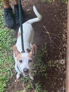Terrier and Mixed Breed Dogs Available for Adoption in Honolulu, Hawaii - Laverne | PetCurious