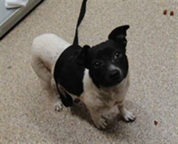 GLORIA -  Chihuahua and Mixed Breed Dog for Adoption in Albuquerque, New Mexico - GLORIA | PetCurious