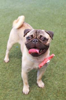 Panchito -  Pug Dog for Adoption in Gardena, California - Panchito | PetCurious