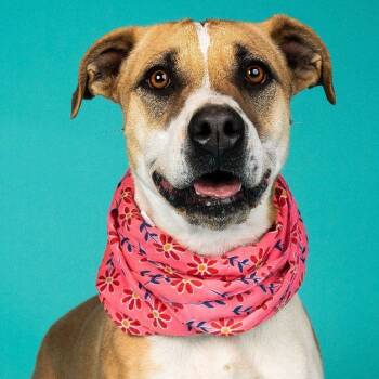 Rescue Hound and Boxer Dogs for Adoption in Lubbock, Texas - Ruby | PetCurious