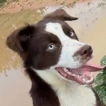 Gizmo (20260623-05) -  Australian Shepherd Dog for Adoption in Niagara Falls, Ontario - Gizmo (20260623-05) | PetCurious