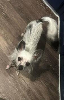 Chihuahua and Chinese Crested Dog Dogs Available for Adoption in Silsbee, Texas - Amy Rose | PetCurious