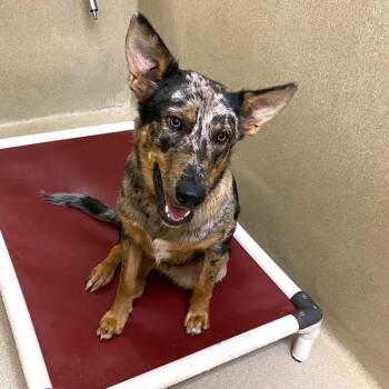 Calico -  Australian Shepherd and Cattle Dog Dog for Adoption in Monroe, Georgia - Calico | PetCurious
