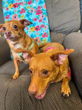 Crumpet -  Chihuahua and Dachshund Dog for Adoption in Effingham, Illinois - Crumpet | PetCurious