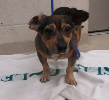 (322) -  Chihuahua Dog for Adoption in Marietta, Georgia - (322) | PetCurious