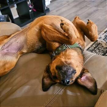 Rescue German Pinscher and Shetland Sheepdog Sheltie Dogs for Adoption in San Antonio, Texas - Marceline | PetCurious