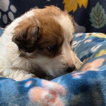 Great Pyrenees Dogs Available for Adoption in Eureka Springs, Arkansas - Everywhere | PetCurious