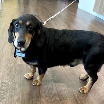 Basset Hound and Mixed Breed Dogs Available for Adoption in Nashville, Indiana - Hugo | PetCurious