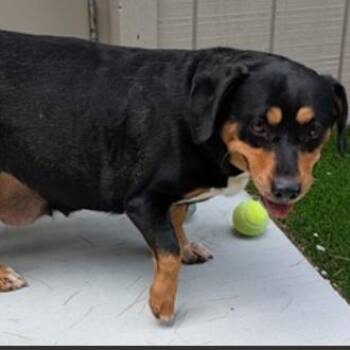 Dachshund and Beagle Dogs Available for Adoption in Fairfax, Virginia - Willow | PetCurious