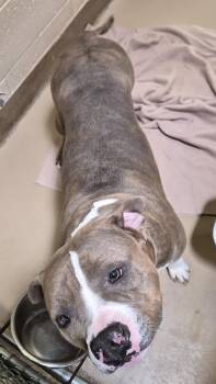 Pit Bull Terrier Dogs Available for Adoption in Sierra Vista, Arizona - Doja | PetCurious