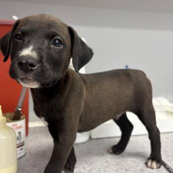 Ajax -  Mixed Breed Dog for Adoption in Spokane, Washington - Ajax | PetCurious