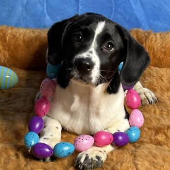 Beagle and Spaniel Dogs Available for Adoption in Manchester, New Hampshire - Shock In NH! Come Meet Our Adoptable Dogs Wed-Sat, More Info In  | PetCurious
