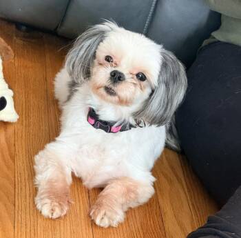 Shih Tzu Dogs Available for Adoption - Angel | PetCurious