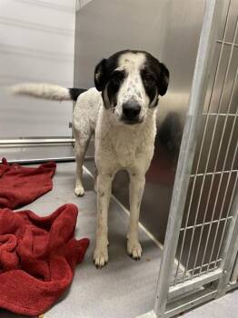 Labrador Retriever and Mixed Breed Dogs Available for Adoption - A607140 | PetCurious