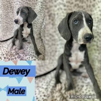 Dewey -  Hound Dog for Adoption in Manchester, Connecticut - Dewey | PetCurious