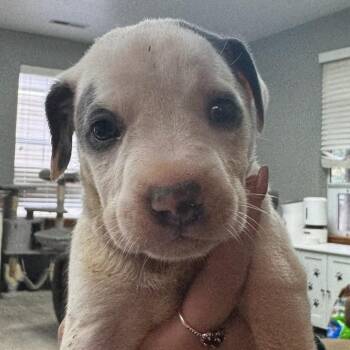 Allspice -  Mixed Breed Dog for Adoption in Bentonville, Arkansas - Allspice | PetCurious