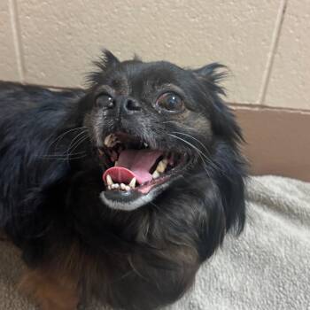 Nitro Brew -  Pekingese Dog for Adoption in Reno, Nevada - Nitro Brew | PetCurious