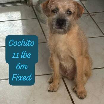 Cochito -  Mixed Breed Dog for Adoption in Englewood, Florida - Cochito | PetCurious