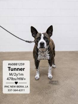 Tunner -  Pit Bull Terrier Dog for Adoption in New Iberia, Louisiana - Tunner | PetCurious