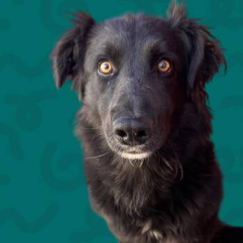Anubis -  Collie and Mixed Breed Dog for Adoption in Reno, Nevada - Anubis | PetCurious