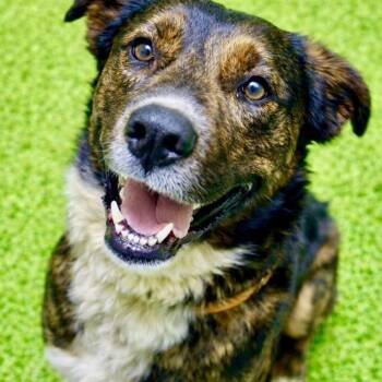 Shepherd Dogs Available for Adoption in Battle Creek, Michigan - Banks | PetCurious