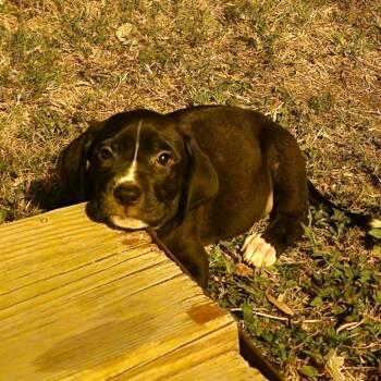 Arwin -  Terrier and Mixed Breed Dog for Adoption in Abilene, Texas - Arwin | PetCurious
