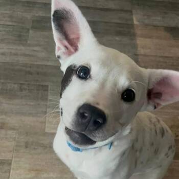 Pit Bull Terrier Dogs Available for Adoption in Brainerd, Minnesota - Mozzerella | PetCurious