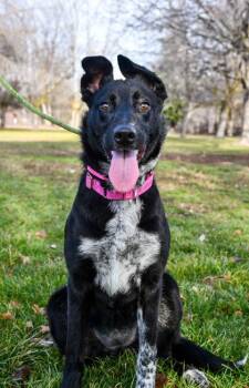 Border Collie and Whippet Dogs Available for Adoption - Jewels | PetCurious