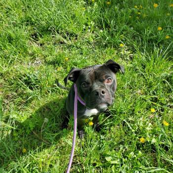 Pit Bull Terrier Dogs Available for Adoption in Jersey City, New Jersey - Aris | PetCurious