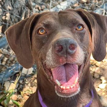 Lindy -  Chocolate Labrador Retriever Dog for Adoption in Brock, Texas - Lindy | PetCurious
