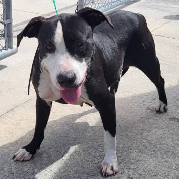 Chanel -  Mixed Breed Dog for Adoption in Lake Panasoffkee, Florida - Chanel | PetCurious