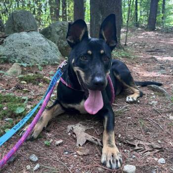 Ash -  Mixed Breed Dog for Adoption in Groveland, Massachusetts - Ash | PetCurious