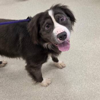Mixed Breed Dogs Available for Adoption - Appa | PetCurious