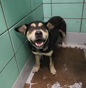 Rottweiler and Staffordshire Bull Terrier Dogs Available for Adoption in Houston, Texas - A2077584 | PetCurious