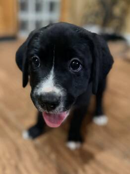 Ivy -  Black Labrador Retriever and Greater Swiss Mountain Dog Dog for Adoption in Gilbert, Arizona - Ivy | PetCurious