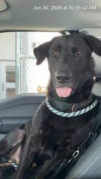A385149 -  Labrador Retriever and German Shepherd Dog Dog for Adoption in Ocala, Florida - A385149 | PetCurious