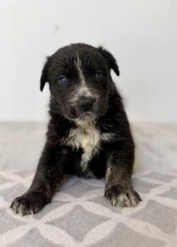 Terrier and Mixed Breed Dogs Available for Adoption - Henley | PetCurious