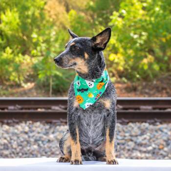 Trip -  Australian Cattle Dog Blue Heeler Dog for Adoption in Lucedale, Mississippi - Trip | PetCurious