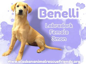 Benelli -  Golden Retriever Dog for Adoption in Anchorage, Alaska - Benelli | PetCurious