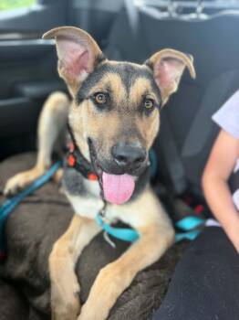 Benny -  Shepherd Dog for Adoption in Holly Springs, North Carolina - Benny | PetCurious