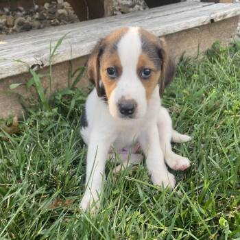 Copper (Dozer) -  Hound and Mixed Breed Dog for Adoption in Fairfax Station, Virginia - Copper (Dozer) | PetCurious