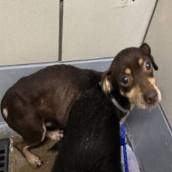 Waffles -  Chihuahua Dog for Adoption in Park Row, Texas - Waffles | PetCurious