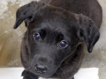 Cyrus -  Black Labrador Retriever and Cattle Dog Dog for Adoption in Butte, Montana - Cyrus | PetCurious