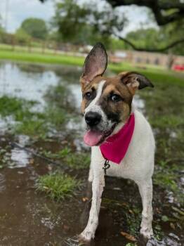German Shepherd Dog and Labrador Retriever Dogs Available for Adoption in Friendswood, Texas - Veda Water Loving Sweetheart | PetCurious